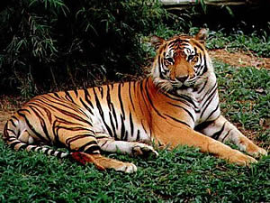 Бенгальский тигр (Panthera tigris tigris)