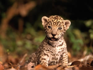 jaguar child