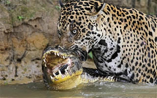 jaguar hunting caiman