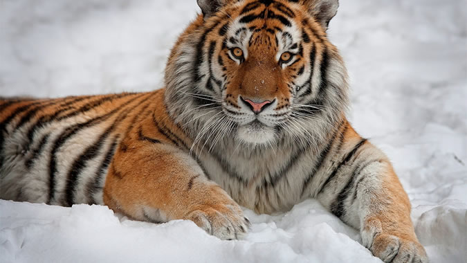 Тигр - Большие Кошки