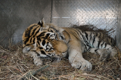tiger-safari-park