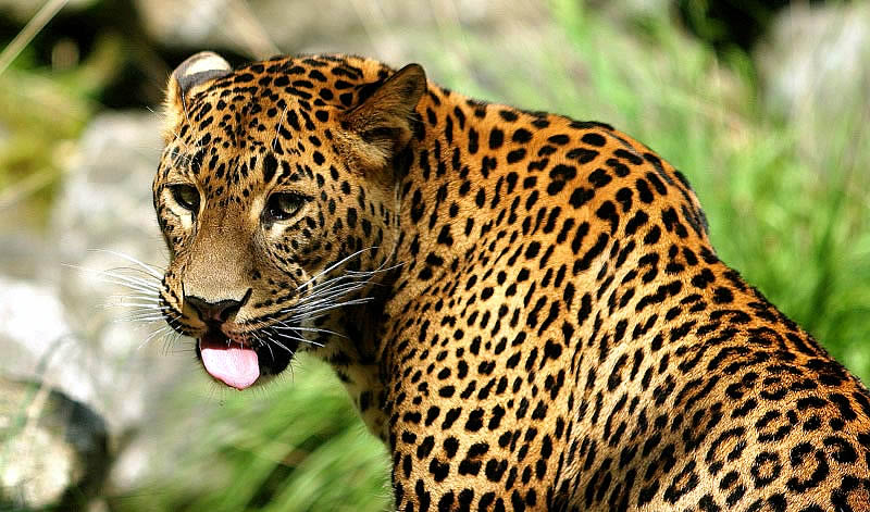 Напавшего на зрителей леопарда изъяли как вещественное доказательство