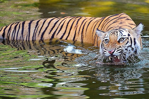 Тигр выхватил человека из лодки