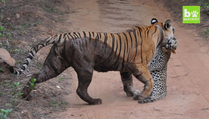 Смертельный бой тигра и леопарда