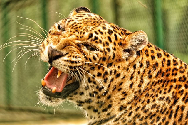 Ручной леопард сбежал от хозяина и напал на школьников
