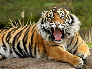 Амурський тигр (Panthera tigris altaica)