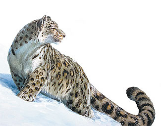 ирбис (снежный барс или снежный леопард)