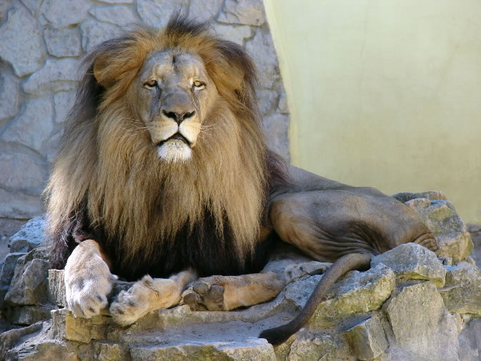 Катангский лев