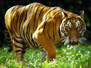 Малайський тигр