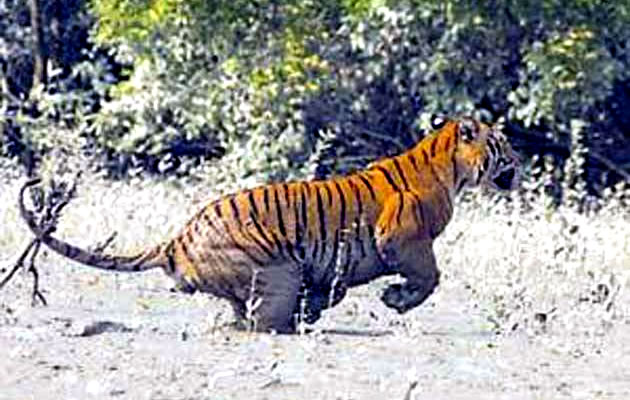 нападение тигра