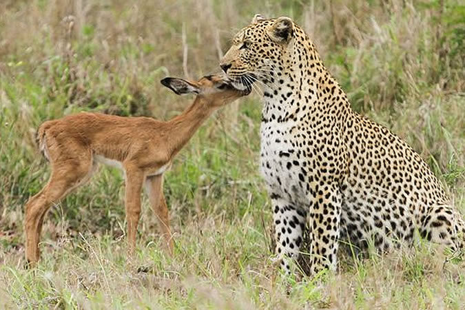 дружба антилопы и леопарда
