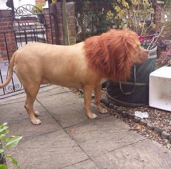 dog-lion
