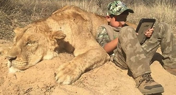 дети убили льва - фото из Twitter