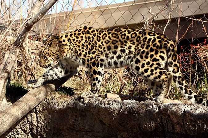 salt-lake-city-leopard